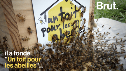 La situation des abeilles est critique avec une mortalité d’environ 30 % en France. L’apiculteur Régis Lippinois a voulu soutenir ses homologues en créant "Un toit pour les abeilles".