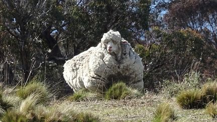 En Australie, les secrets de laine mérinos, d'une qualité exceptionnelle