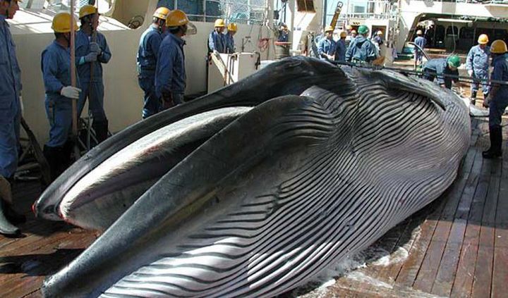 Photo datant de 2013 de l'Institut japonais de la recherche baleinière montrant une baleine sur le pont d'un baleinier du «programme de recherche baleinière».  (Institute of Cetacean Research / AFP)