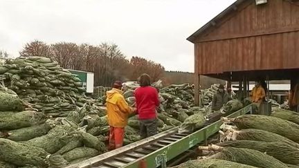 Noël : Le sapin fait toujours recette