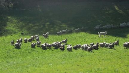 Tarn : les attaques de loups inquiètent les éleveurs