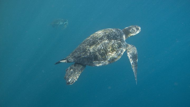 Les tortues g&eacute;antes des Galapagos peuvent mesurer jusqu'&agrave; pr&egrave;s de 2 m&egrave;tres et&nbsp;peser jusqu'&agrave; une tonne. (MATT MOYER / NATIONAL GEOGRAPHIC CREATIVE / GETTY IMAGES)