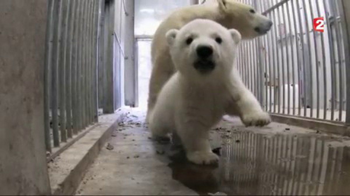 Ours Polaire Une Naissance Exceptionnelle Au Zoo De Mulhouse