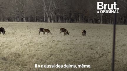 VIDEO. Chasse à l'enclos : "Je suis chasseur et je suis écœuré de voir ça" (BRUT)