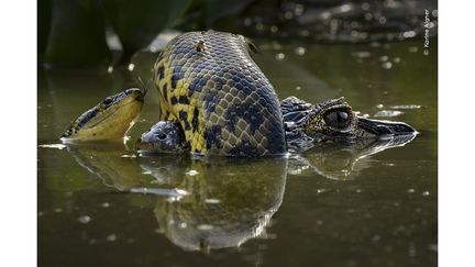 Un anaconda jaune s'enroule autour du museau d'un caïman yacaré. La photographe américaine Karine Aigner photographiait des cerfs des marais lorsqu'elle a remarqué une forme étrange flottant dans l'eau. À l'aide de jumelles, la photographe a rapidement reconnu les reptiles et les a observés en train de se battre. La photo a été prise sur la route Transpantaneira, dans le Mato Grosso (Brésil). (KARINE AIGNER / WILDLIFE PHOTOGRAPHER OF THE YEAR 2024 / NHM)