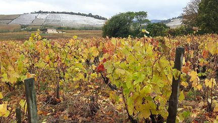 Le vignoble du beaujolais à Fleurie, en novembre 2016 (RADIO FRANCE / GUILLAUME GAVEN)