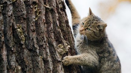 Un chat sauvage à Springe (Allemagne), le 29 octobre 2015. (JULIAN STRATENSCHULTE / DPA / AFP)