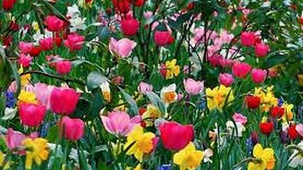 Des tulipes pour faire face au cancer