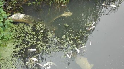 Rennes : la pollution d'une rivière par Lactalis tue des tonnes de poissons