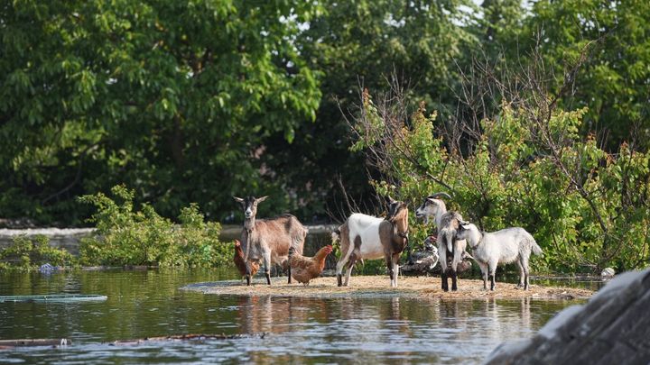 Des animaux réfugiés après l'inondation du 6 juin 2023 dans la région de Kherson (sud de l'Ukraine). (STRINGER / ANADOLU AGENCY / AFP)