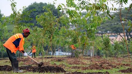 Le but de ces jardins était de préserver les plantes indigènes et d’évaluer leur potentiel économique.

Les cultures étaient aussi variées que les fruits, les légumes ou les épices. (AFP/SINGAPORE PRESS HOLDINGS/ST/NG SOR LUAN )