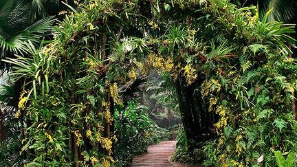 Le jardin biologique de Singapour a été fondé en 1859 par une société agro-horticole tandis que l'Ile était sous domination coloniale britannique. D’une superficie de 74 hectares, il se divise en six zones principales : jardin des orchidées, forêt tropicale, jardin de l'évolution,  jardin des gingembres, Tanglin et son centre botanique et pour finir Jacob Ballas, le jardin pour enfants.

Ce jardin est le témoignage vivant de l'esprit pionnier de Singapour dans le domaine de la botanique. (AFP/PHOTONONSTOP/TIPS/LUCA INVERNIZZI TETTONI)