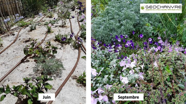 Pas de mauvaises herbes dans ces massifs de fleurs annuelles.&nbsp; (ISABELLE MORAND / GEOCHANVRE / RADIO FRANCE / FRANCE INFO)