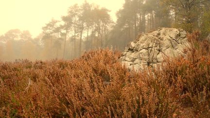 Clairière d'automne (CC BY 2.0 Arnaud Radigue)