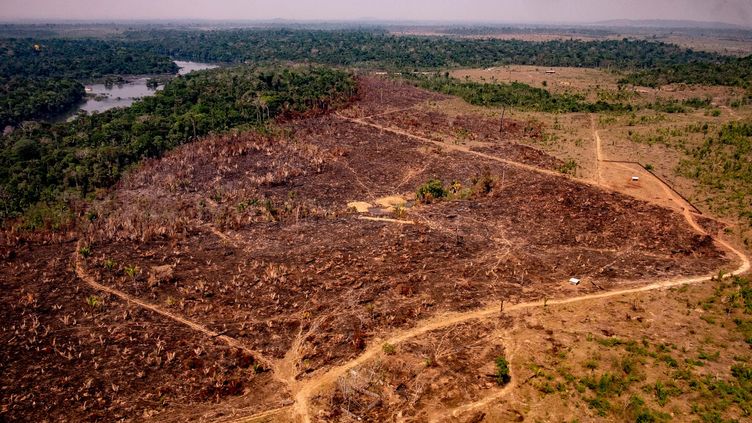 Brésil : La Déforestation En Amazonie Au Plus Haut Depuis 2008