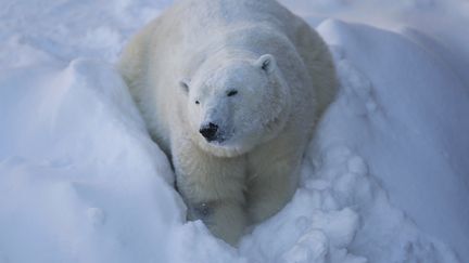 Les ours polaires sont, avant tout, des prédateurs de l'artique.
 (MATHIEU BELANGER / REUTERS)