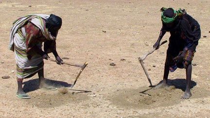 Le 30 novembre 2011, des femmes du village d’Azoza recueillent des graines de céréales dans les fourmilières. 

« Une solution éphémère… Notre communauté n’avait pas eu recours à cette pratique depuis les famines de 1984 » , précise Mahamat, le chef du village.

Treize régions sur vingt-deux sont concernées par l'insécurité alimentaire. Le retour au Tchad des travailleurs migrants de Libye aggrave la situation. ( AFP PHOTO / OXFAM / IRINA FUHRMANN)