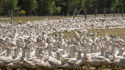 Un élevage de canards, en France, photo d'illustration. (CHRISTIAN WATIER / MAXPPP)