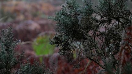 Morhiban : les landes de Lanvaux, la beauté sauvage des forêts bretonnes