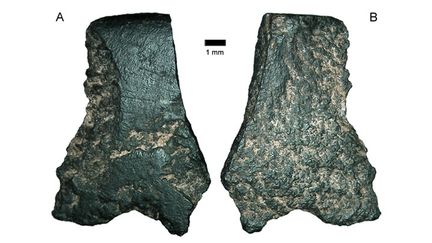 Vues du fragment de ce qui pourrait être une partie de la plus ancienne hache connue au monde
 (STR / AFP)