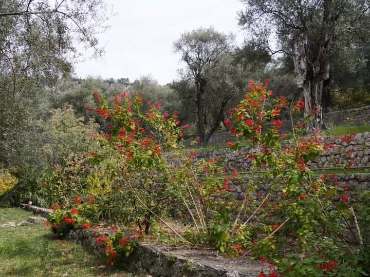 Flowering of ornamental sage at the end of winter in the gardens of Villa Noailles, in Grasse (06).   (ISABELLE MORAND / RADIO FRANCE / FRANCE INFO)