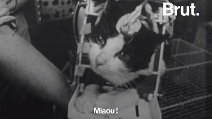 Félicette est une des pionnières de l'exploration spatiale. La chatte française a dû mener un entraînement de longue haleine pour quitter la planète bleue.