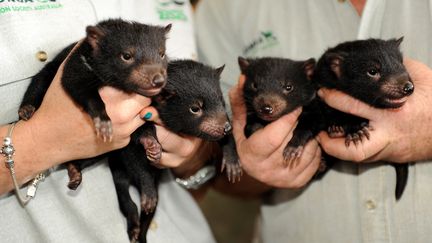 Les gardiens d'un zoo tiennent des bébés diables de Tasmanie, le 22 octobre 2009, à Sydney. (TORSTEN BLACKWOOD / AFP)