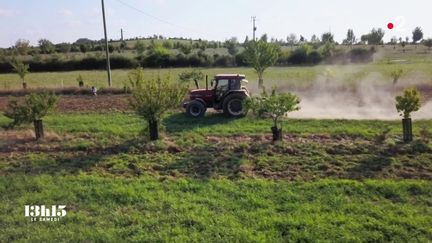 VIDEO. Avec l'agroforesterie, les arbres et les haies reviennent dans les champs pour restaurer un écosystème vertueux