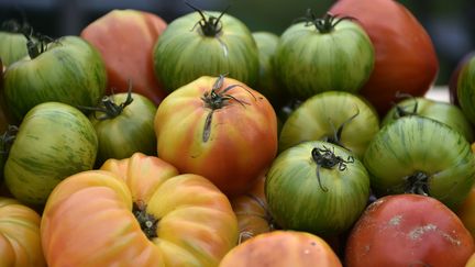 Les scientifiques de l'Inra viennent de récolter les premières tomates d'une variété qu'ils ont créée. Photo d'illustration. (PASCAL PAVANI / AFP)