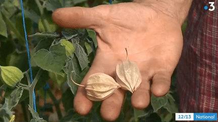 Physalis (France 3)