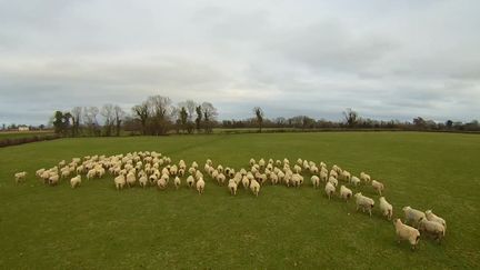 "Sheep", et le berger qui le pilote,&nbsp;se chargent de mener les troupeaux de moutons. (PAUL BRENNAN / YOUTUBE)