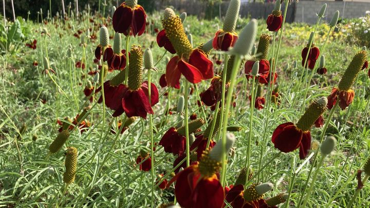 Parmi les fleurs étonnantes à découvrir, la Ratibida columnifera, que l'on appelle échinacée des prairies dressée. Dotée d'un chapeau mexicain, cette plante a ses racines en Amérique du Nord. (INGRID POHU / RADIOFRANCE)