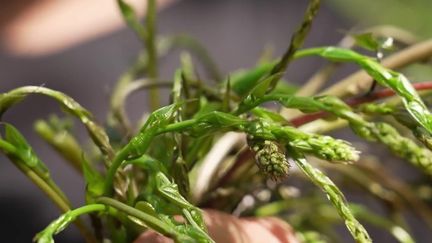 Alors que la saison des "respounchous" bat son plein dans le Tarn, les équipes de France Télévision ont suivi des amateurs du tamier, sorte d'asperge sauvage, qui n'hésitent pas à redoubler de créativité pour le cuisiner. (France 2)