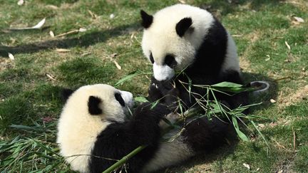 &nbsp; (La destruction de leur habitat naturel est la principale menace qui pèse sur les pandas (ici deux spécimens de la réserve de Chengdu en Chine) © MaxPPP)