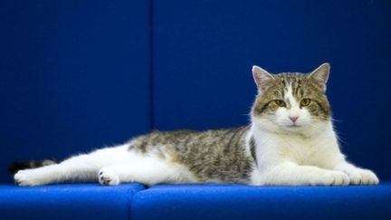 A Downing Street, le 15 février 2011, la star, c'est Larry, le chat de gouttière ! (AFP/POOL/CARL COURT)