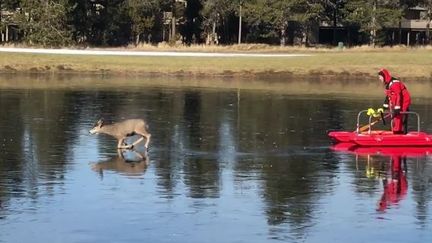 Un chevreuil sur la glace