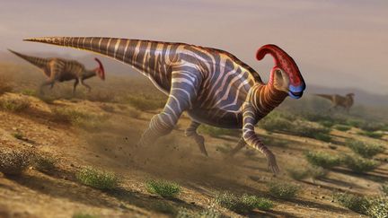 Les Hadrosaures, et donc les Parasaurolophus (ci-dessus) qui faisaient partie de cette famille,&nbsp;&eacute;taient sur le d&eacute;clin au cours des 12 derniers millions d'ann&eacute;es du cr&eacute;tac&eacute;, la p&eacute;riode &agrave; laquelle les dinosaures ont disparu, selon une &eacute;tude du 1er mai 2012. (MARK GARLICK / MGA / AFP)