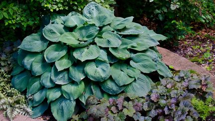 Hostas (EDUCATION IMAGES / UNIVERSAL IMAGES GROUP EDITORIAL / GETTY IMAGES)