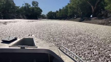 Des millions de poissons morts dans une rivière australienne, au niveau du village de Menindee, le 17 mars 2023. (HANDOUT / COURTESY OF GRAEME MCCRABB / AFP)