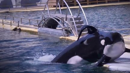 Le Marineland d'Antibes (Alpes-Maritimes) a annoncé, mercredi 4 décembre, son projet de fermeture définitive à compter du 5 janvier 2025. (France 2)