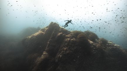 Les premières images de "Méditerranée, l'odyssée pour la vie", un documentaire spectaculaire et rafraîchissant