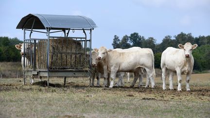 A Beny, dans l'Ain, le 17 août 2018, les agriculteurs sont obligés d'apporter de la nourriture à leurs animaux en raison de la sécheresse. (MAXPPP)