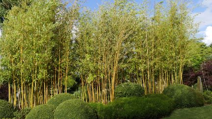 Bouquets de phyllostachys, chez Guénolé Savina, Le&nbsp;jardin Kériel, en Bretagne. (ISABELLE MORAND / RADIO FRANCE)