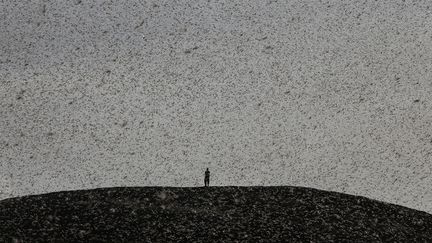 Invasion de criquets près de Nanyuki au Kenya, le 30 janvier 2021.&nbsp; (BAZ RATNER / REUTERS)