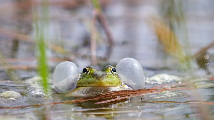 Une grenouille d'étang. Le nombre des amphibiens diminue de manière significative depuis ces dernières années. Cette tendance négative continue. Le printemps a aussi été trop sec. (Illustration) (DPA / PICTURE ALLIANCE VIA GETTY IMAGES)