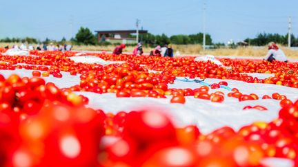 Des agriculteurs sèchent les tomates qu'ils récoltent sous une chaleur torride dans le district de Karaca Dag à Diyarbakir, en Turquie, le 23 juillet 2024. (MUSTAFA KILIC / ANADOLU)