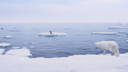 Kina et Yuk, un couple de renards polaires prêts à fonder leur famille, vivent paisiblement sur la banquise du Grand Nord, mais finissent par être séparés par la fonte des glaces. (PATHE FILMS)