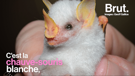 À l’instar de nombreuses espèces, la chauve-souris blanche est aujourd’hui presque menacée d’extinction. En cause ? La destruction de son habitat naturel, la forêt tropicale humide.