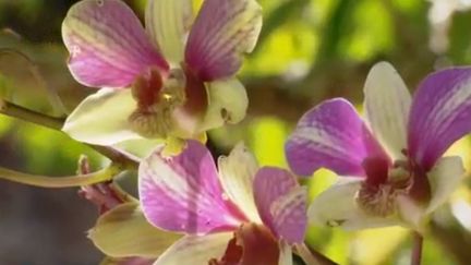 Depuis 40 ans, Bob Stirrup cultive des orchidées en Nouvelle-Calédonie. Pour faire vivre ses fleurs il n'utilise pas de serres, mais la pleine nature. (France 3)