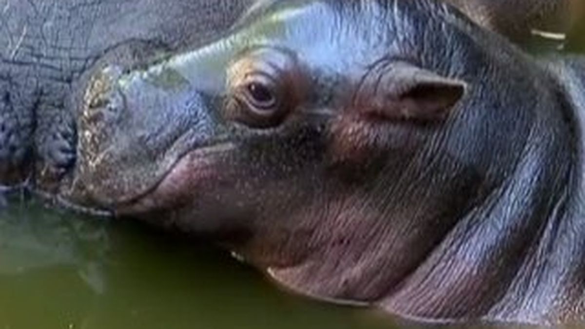 Video Ce Bebe Hippopotame Attend Que Vous Lui Donniez Un Nom